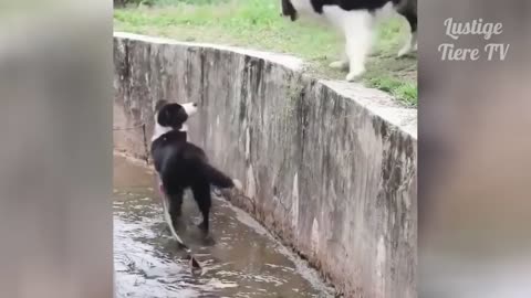 Funny Animal Compilation - cat and dog