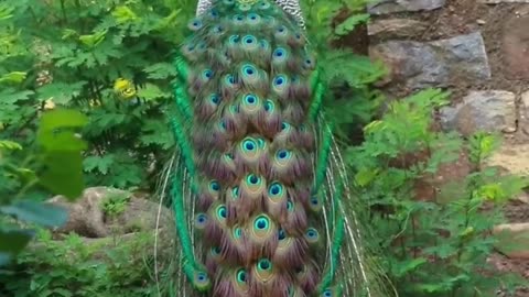 Peacock sound