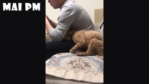 FORGET STRESS and LAUGH HARD! The FUNNIEST DOG VIDEOS!