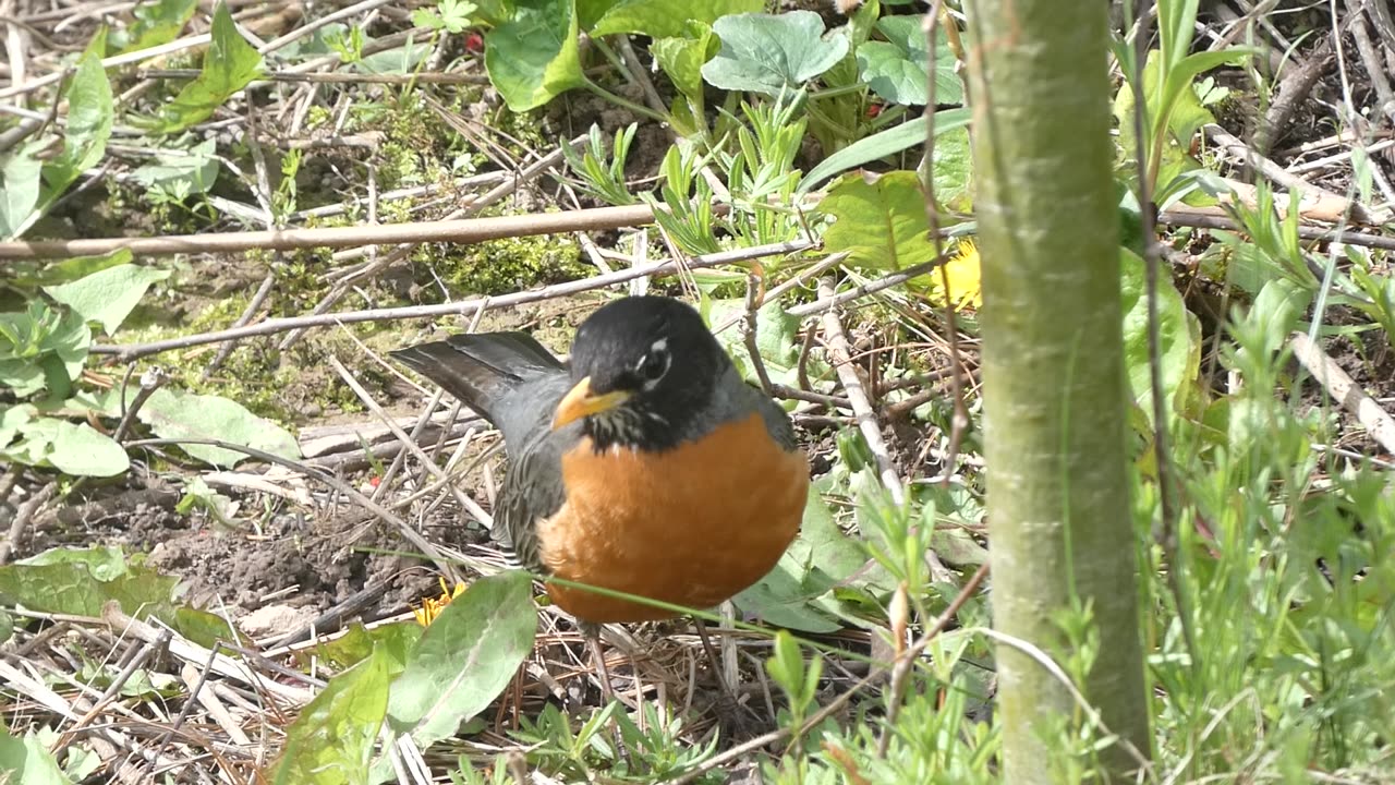 American Robin Feeding on Ground