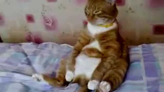Funny cats