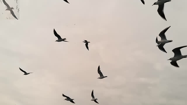 fly