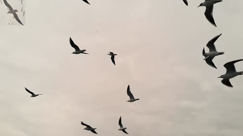 fly