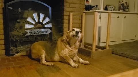 Rick Flair woo beagle