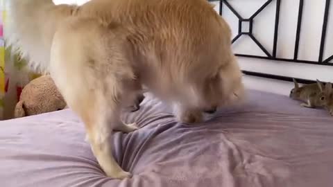 Golden Retriever Teaches Baby Bunnies to Play Like Dogs