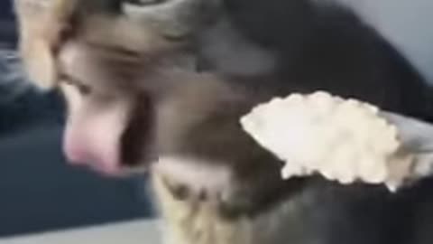 Funny cat