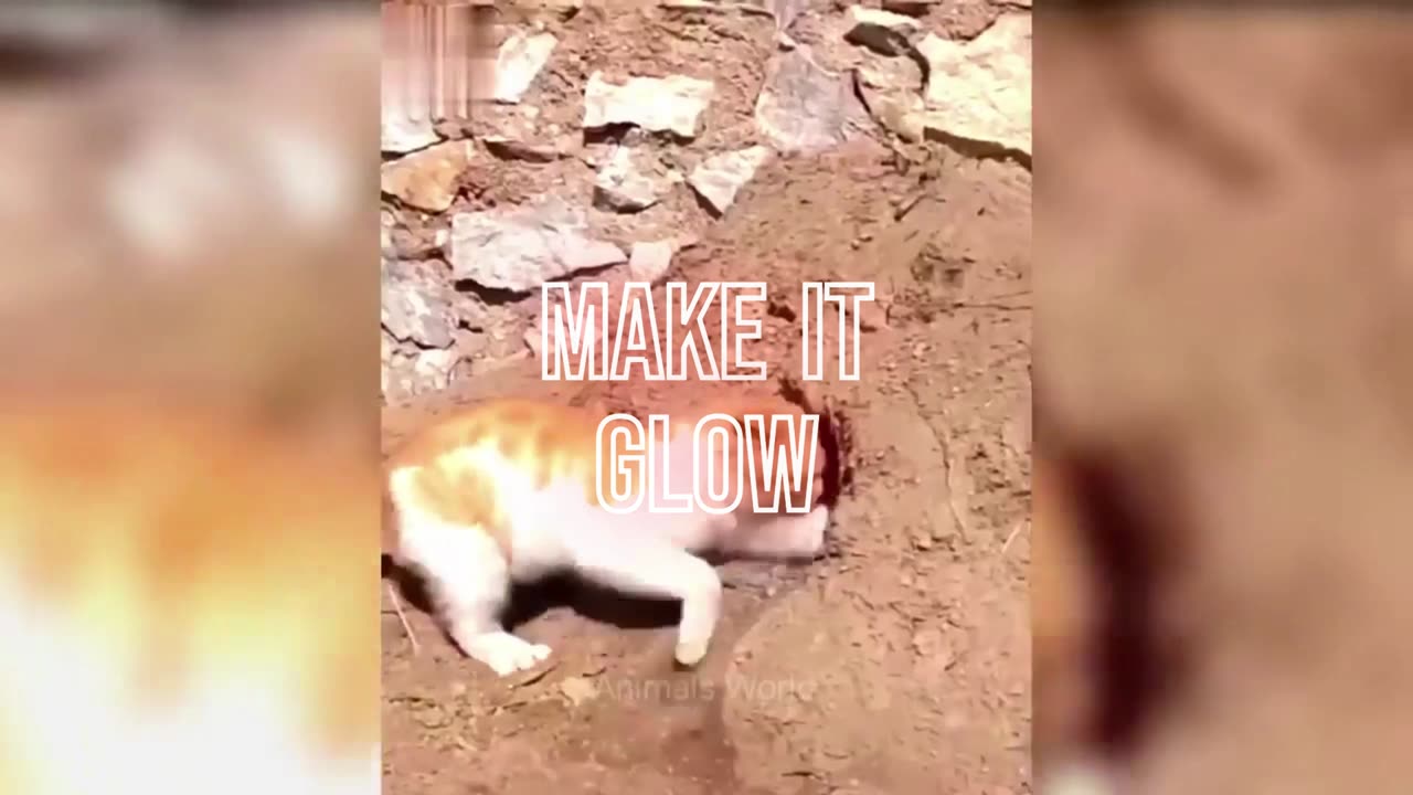 Cats and Dogs Funny Videos