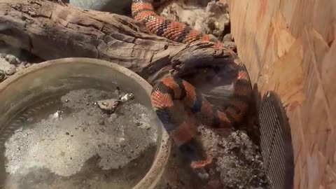 Snake is Busy Digging in the Dirt