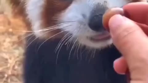Panda Eating Graps