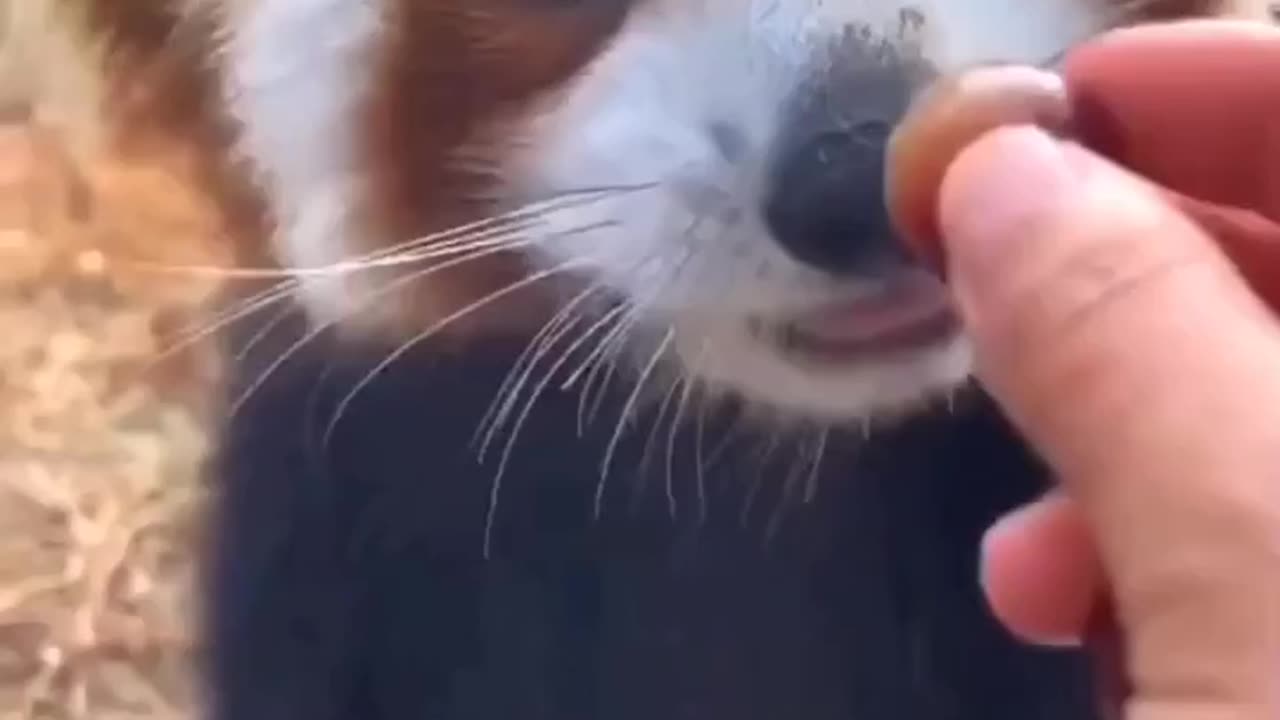 Panda Eating Graps