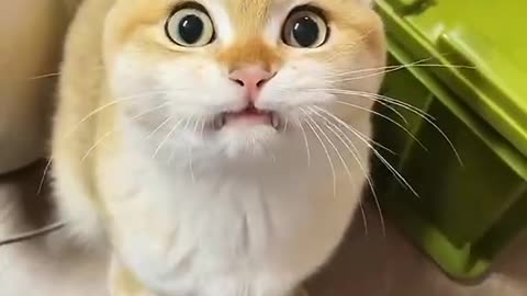 Lovely cat