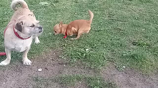 Doggy style