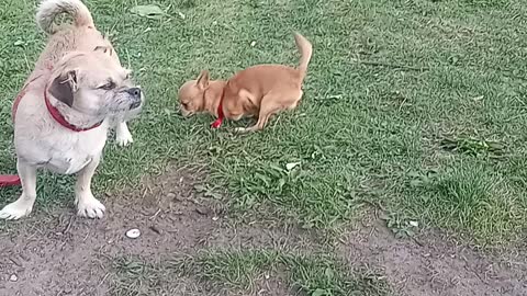 Doggy style