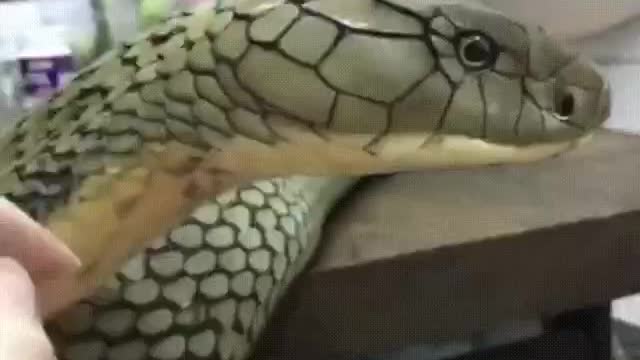 The King Cobra Is The Largest Venomous Snake. | Interesting Facts #Shorts #topchannel