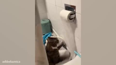 Most hilarious CATS that will LIFT YOUR MOOD!