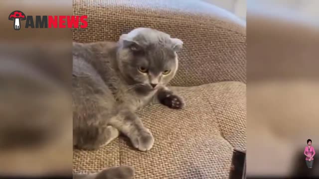 funny cats 2021- amnews