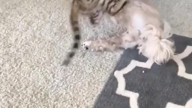 When you put cats and dogs together, you will get the right combination