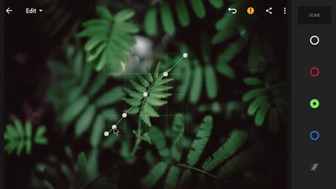 Adjust The Shadow Of The Forest