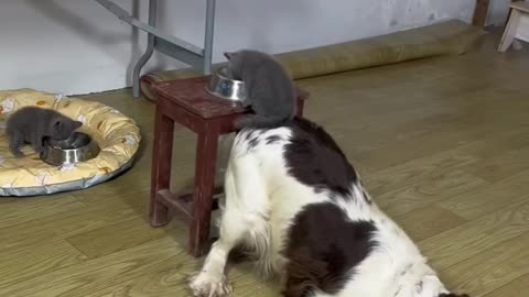 Funniest cats In The World Funny and Fails Pets Video #shorts #76 #cats #funny #animals