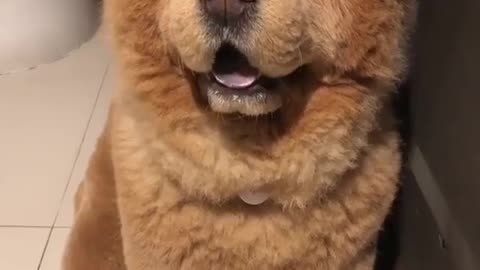 A furry dog