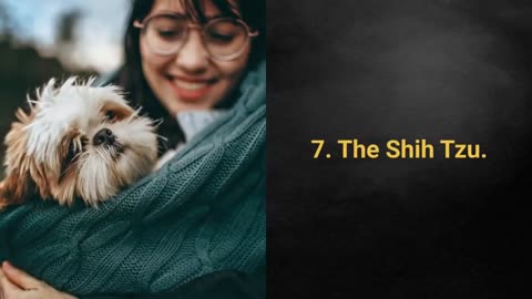 TOP 10 Longest living Dog Breeds
