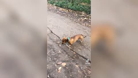 The Funniest Pets 2021 - Collect Videos of Funny Cats and Dogs of Tik Tok Cats and Dogs