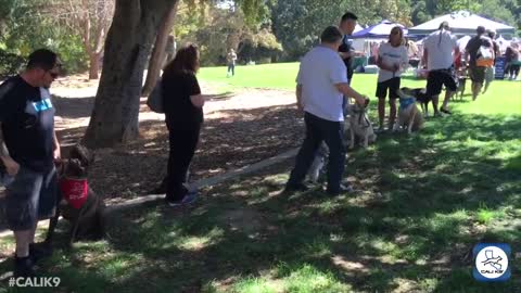 Modern dog training VIDEO - ADVANCED