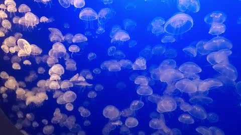 Wonderful view of jellyfish