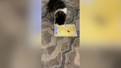 The funniest and most humorous cat videos ever! In ONE VID!