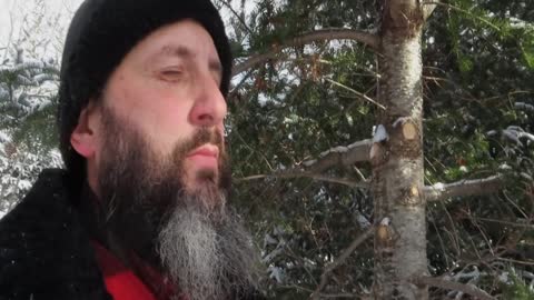 What Is The Real Origin Of The Christmas Tree?