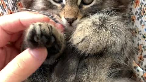 Cute and Funny Cat Videos Compilation #8 | Aww Animals