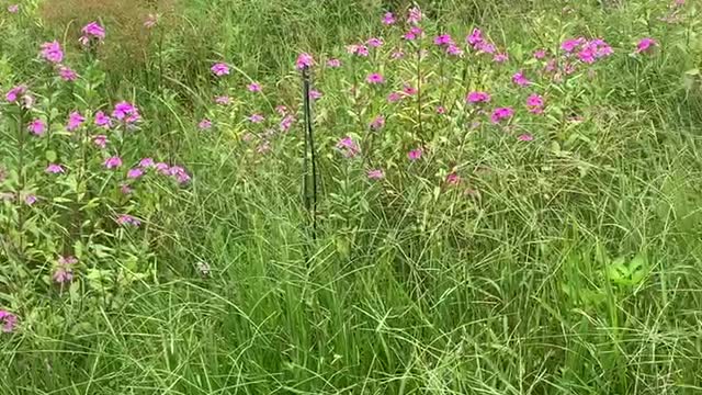 Flower Sea