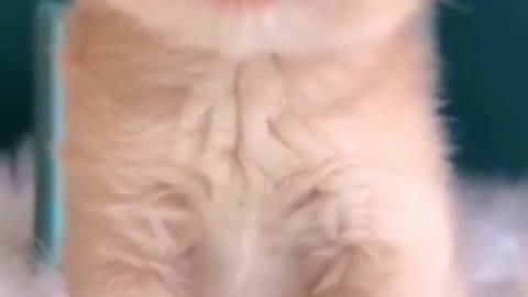 Cute kitten