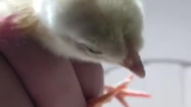 Look where the sound of the little chicken comes from