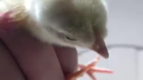 Look where the sound of the little chicken comes from