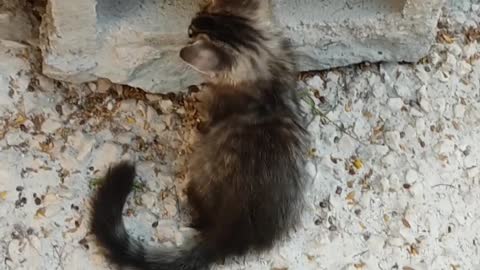 Funny kittens