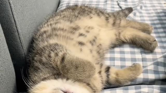 Probably the cat at the corner of the cornice in July