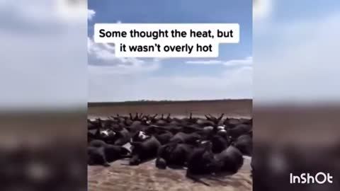 3000 Cows Died over the weekend in SW Kansas. The Rancher has no idea why.