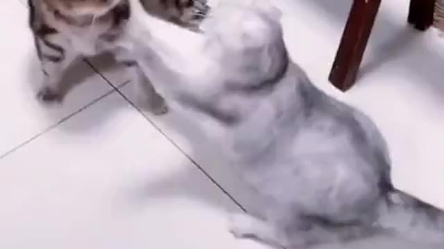 lets watch this cats are so funny