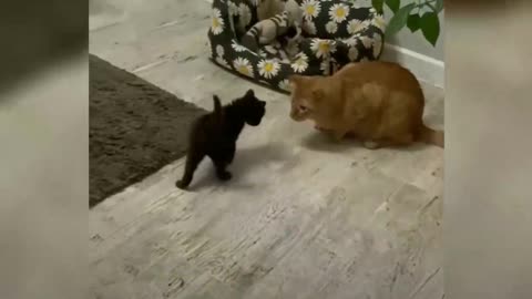 Cat is friends with a dog