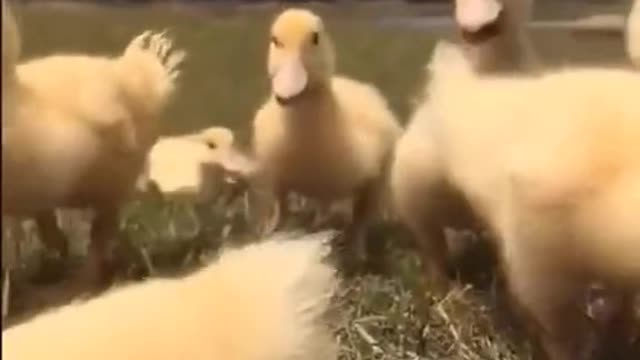 Babycat ✅ (@babycat2025) TikTok - Watch Babycat ✅'s Newest TikTok Videos_35