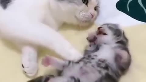 Mommy cat hugs baby kitten having a nightmare, !