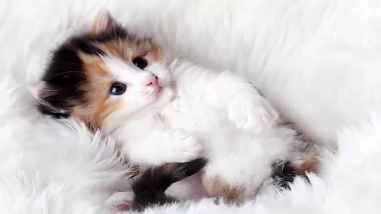 The sound of a small, adorable and beautiful cats