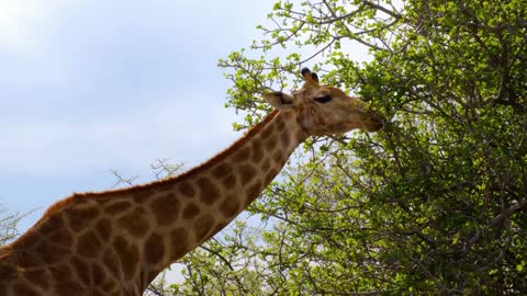 great wildlife animals