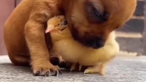 puppies and chicks