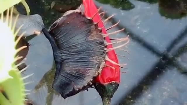 Even plant can save itself