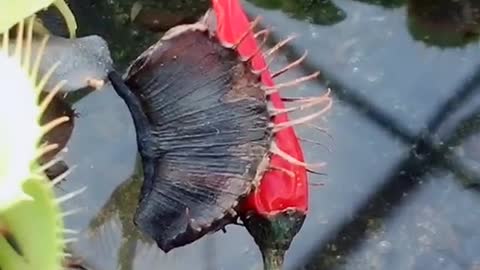 Even plant can save itself