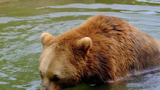 Brown Bear Water To Bathe To Play Predator