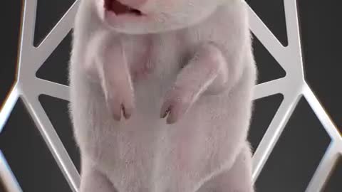 Funny moments animal