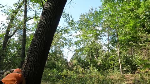 Bootjack/spur cut a hard leaning oak